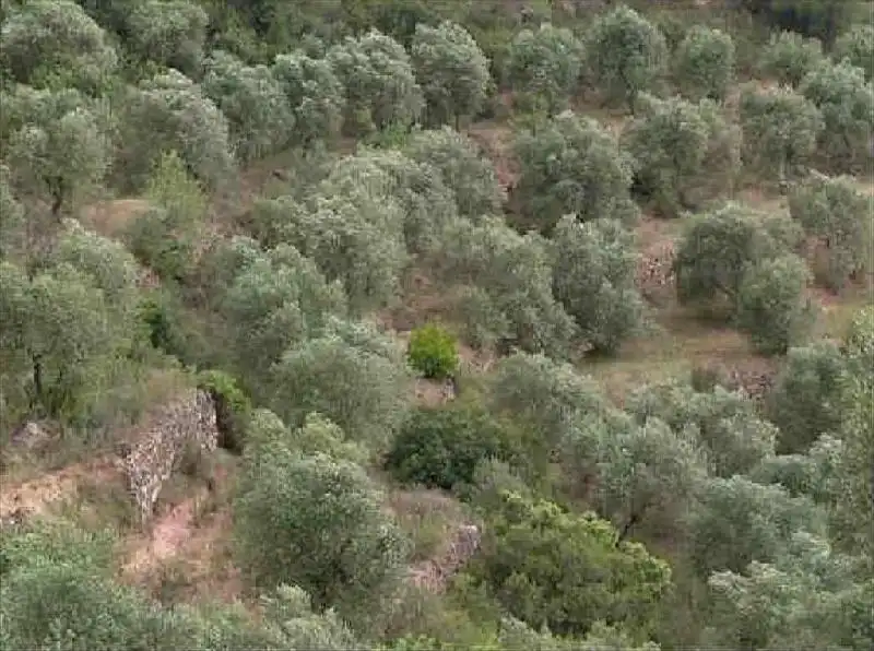 Rustikales Grundstück zum Verkauf in Bovera, imagen 4