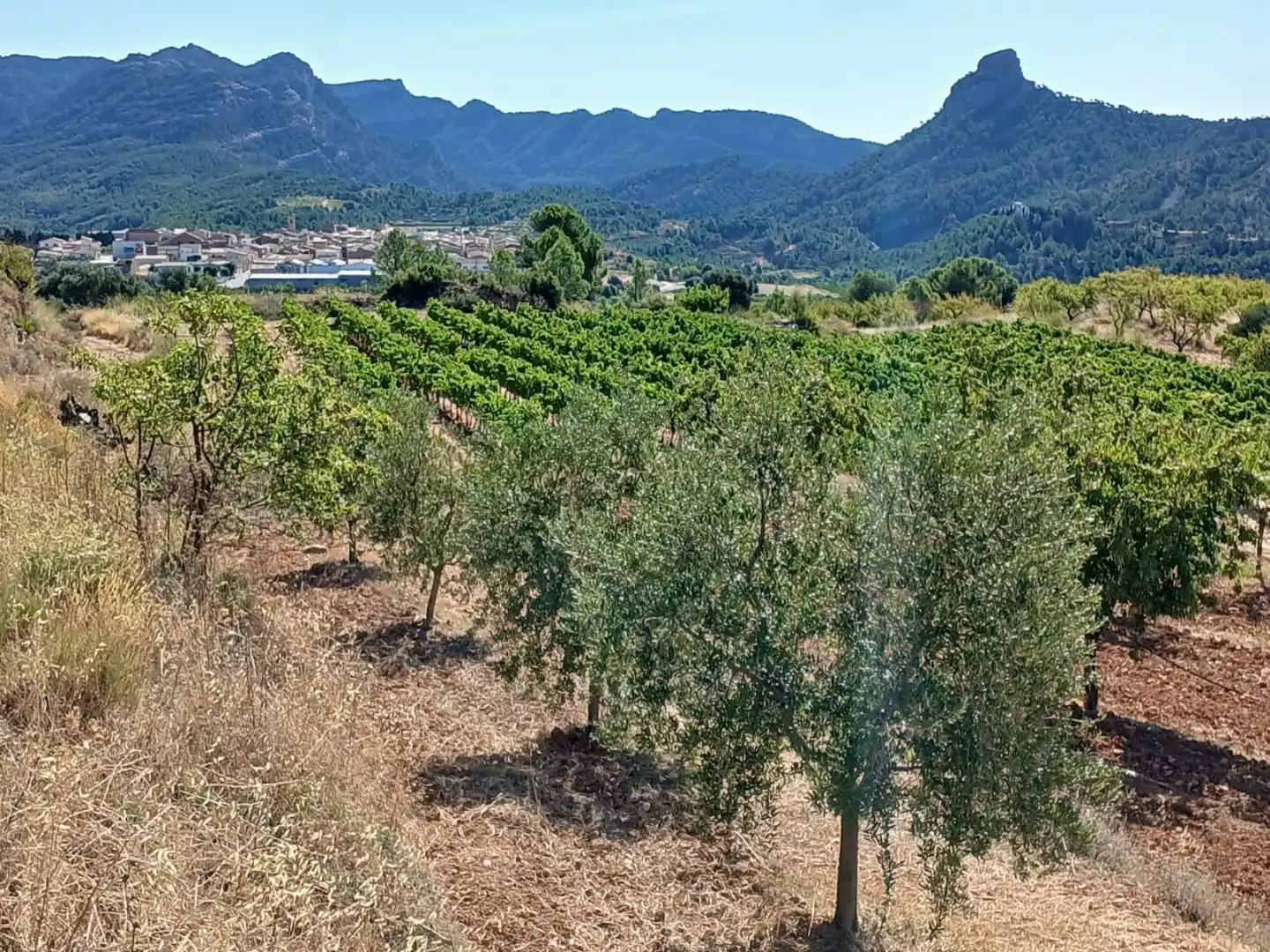 Rural land for sale in T334 13, imagen 8