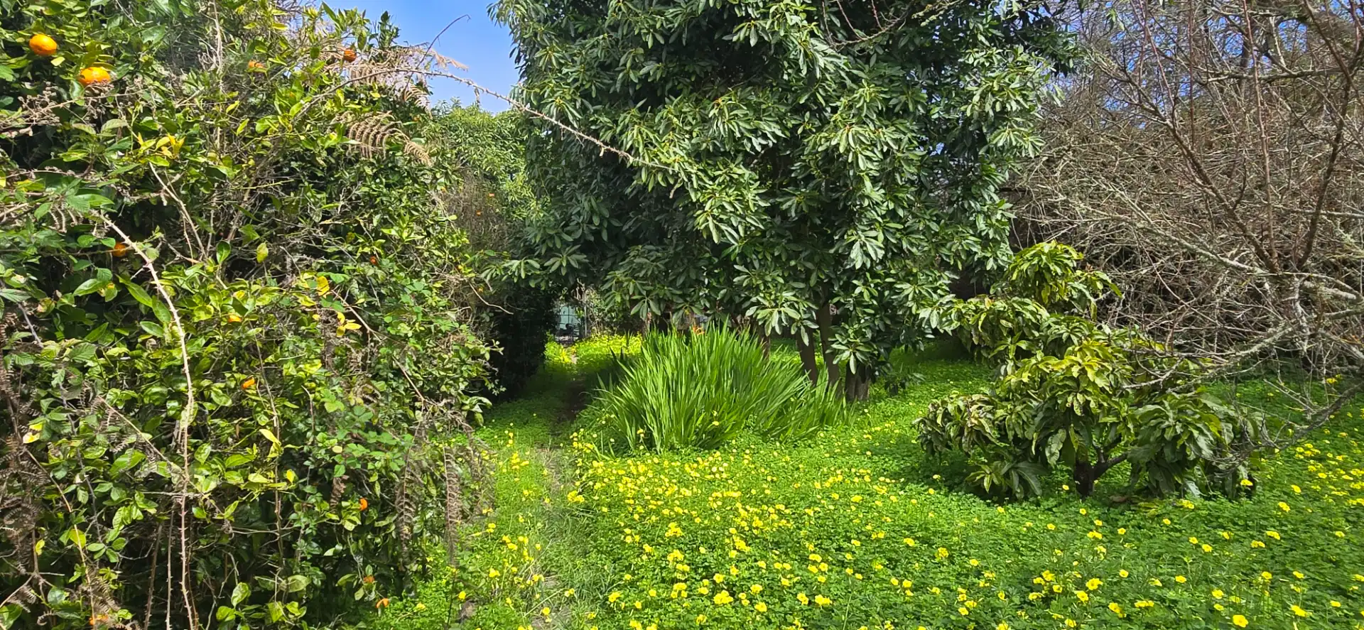 Casa rustica con giardino in vendita a Calle Vereda del Señor 117, imagen 59