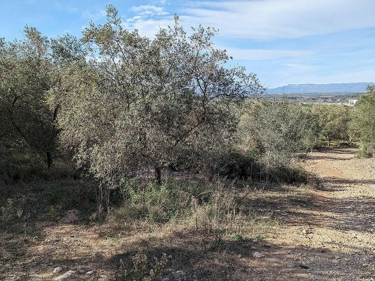 Casa rústica en venta en Ulldecona, imagen 33