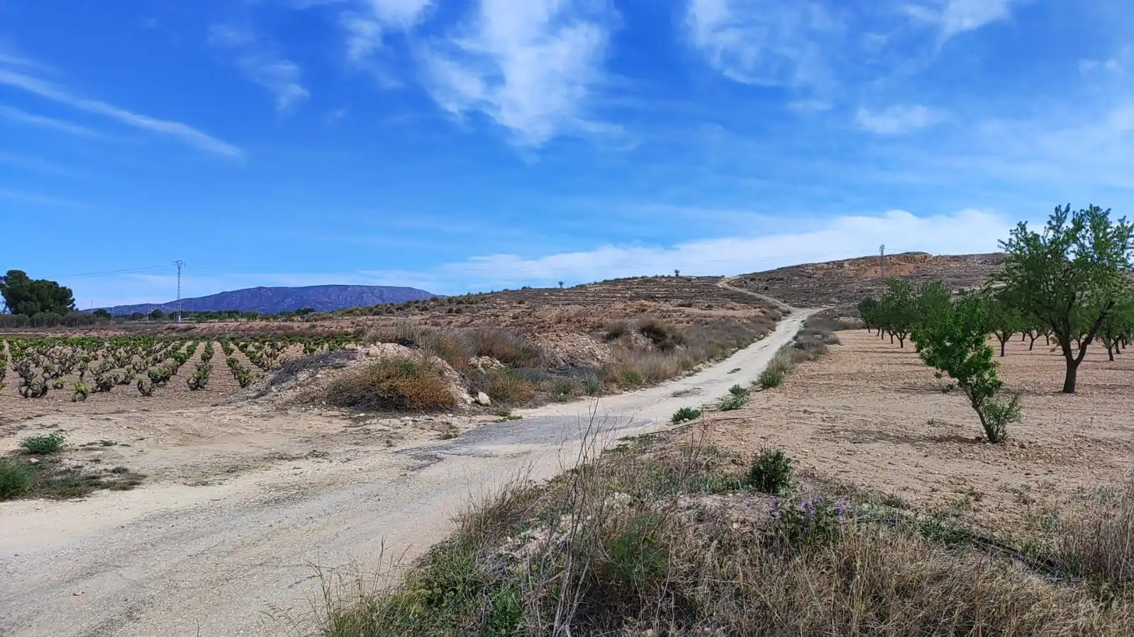 Rural land for sale in El Pinós / Pinoso, imagen 7