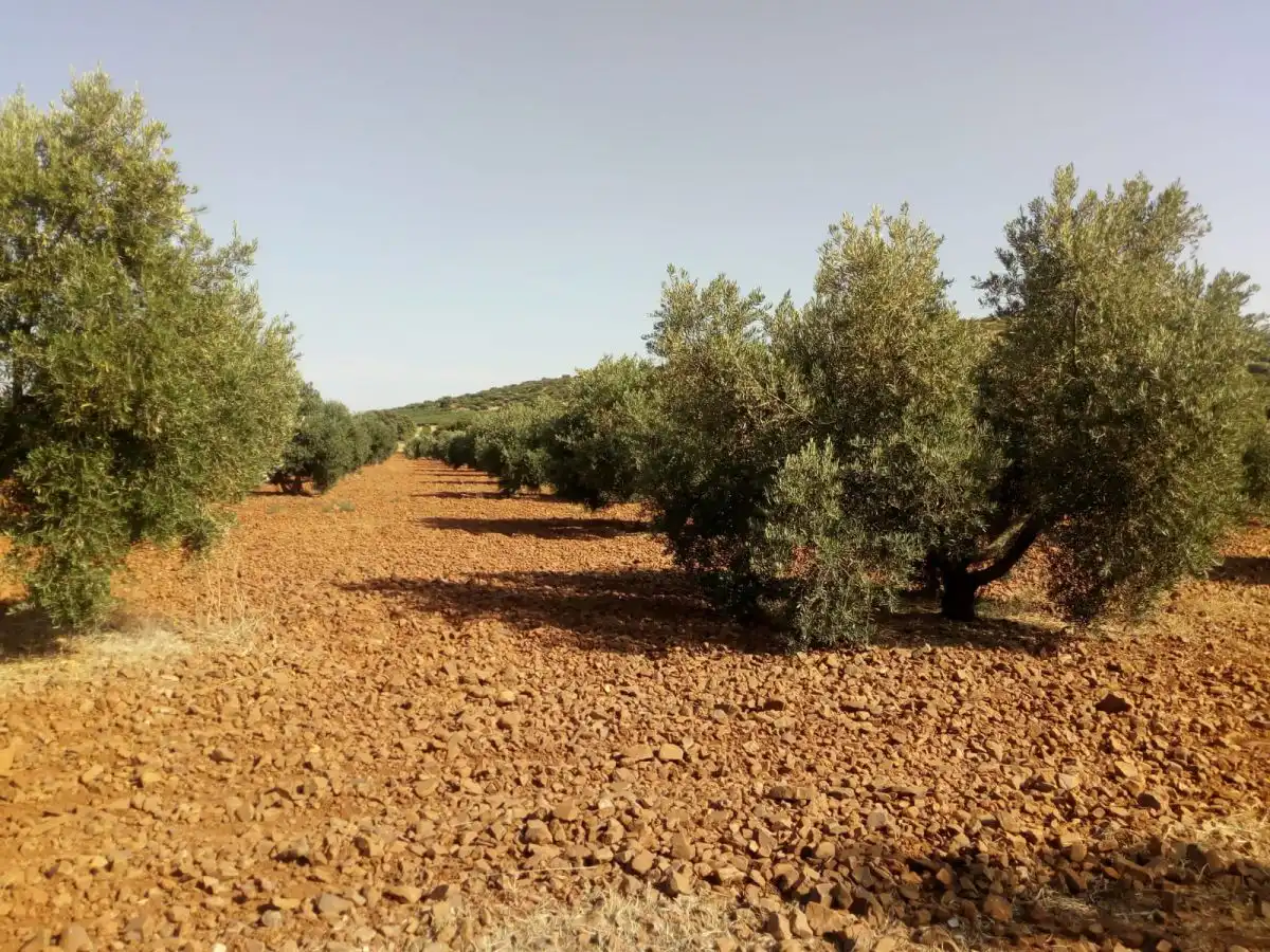 Casa rústica en venda a Valdepeñas, imagen 7