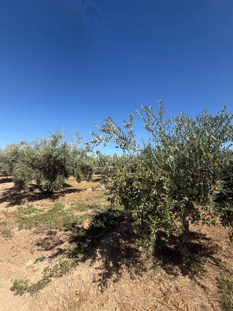 Rural land for sale in Villa de Otura, imagen 10