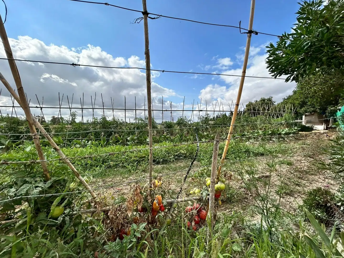Landhaus mit Garten zum Verkauf in Jerez norte - Montealto - Pozoalbero, imagen 50