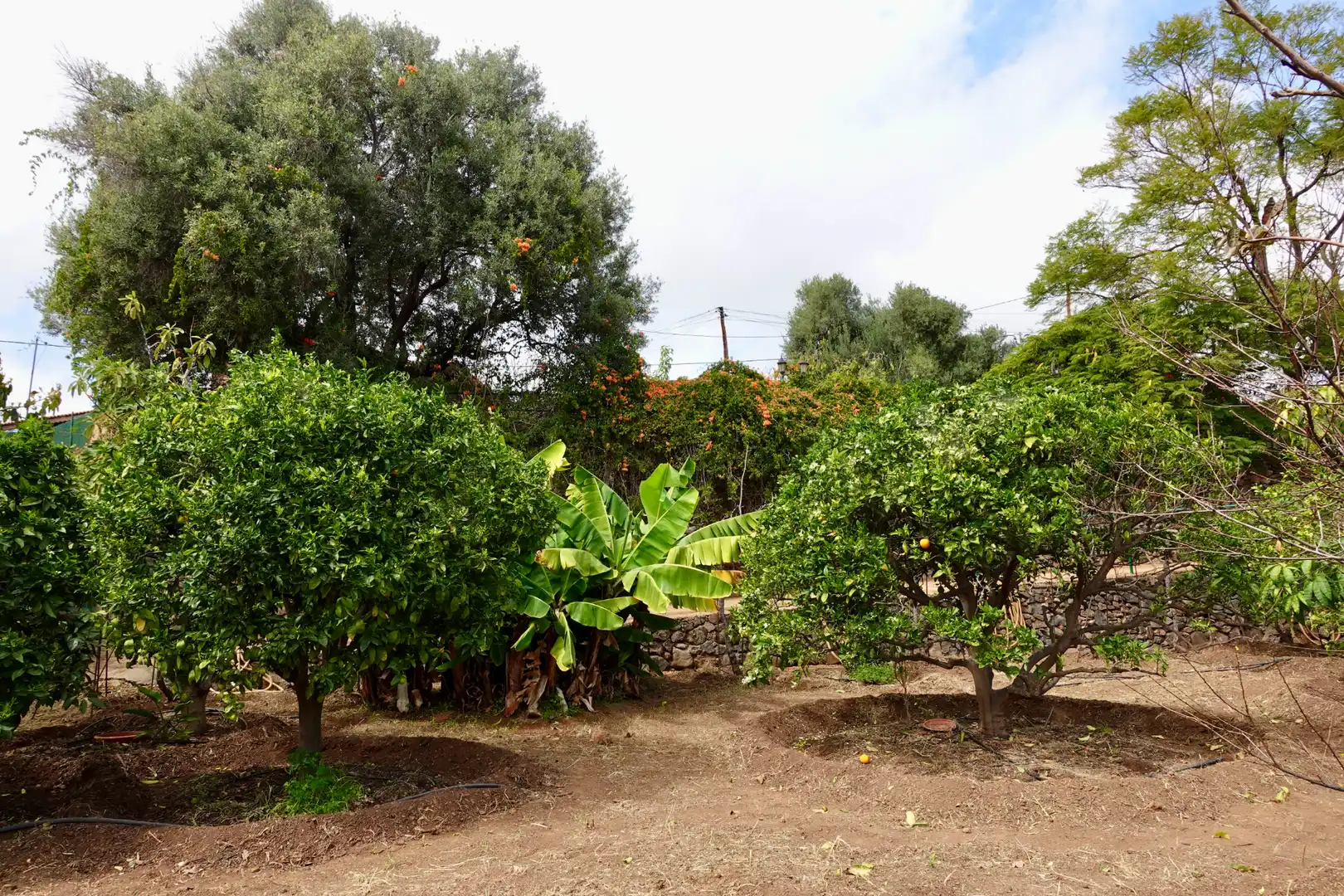 Jardín de Casa o chalet en venta en Telde con Jardín privado, Terraza y Amueblado