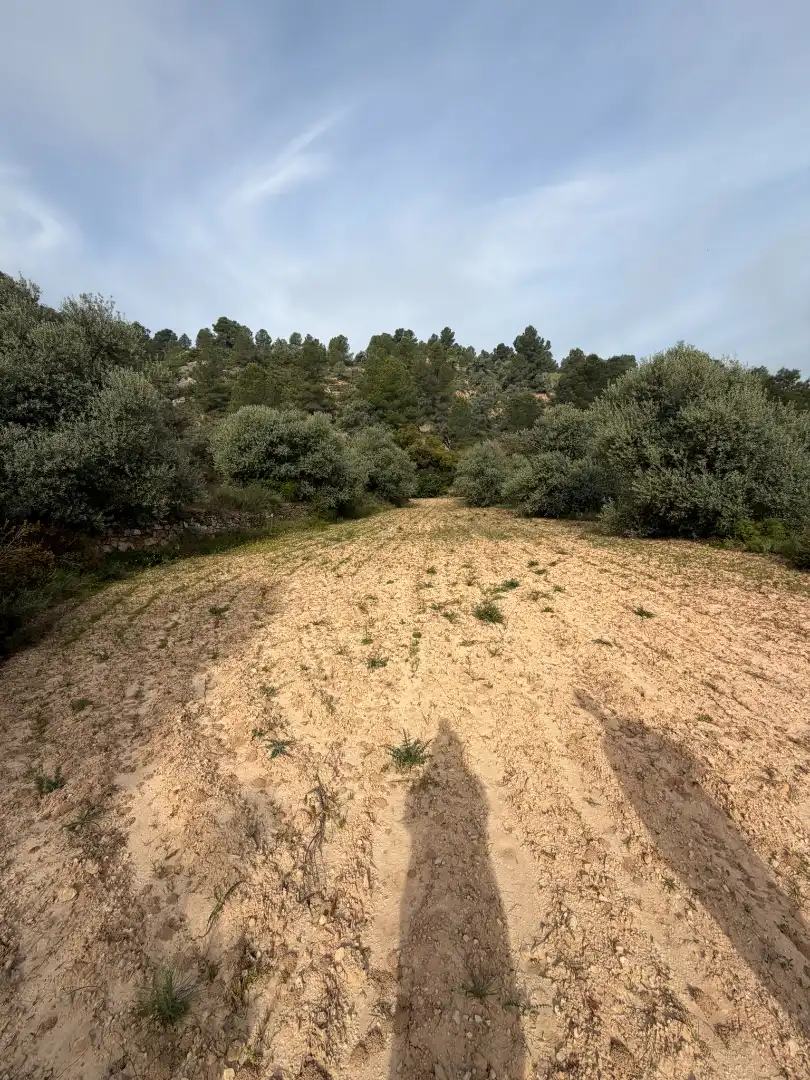 Terreno rustico in vendita a Ascó, imagen 3