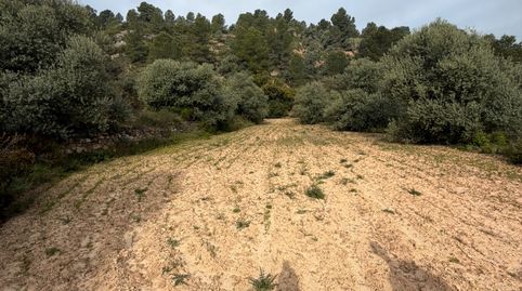Terreno rústico en venta: más de 1 hectárea de campo natural., immagine 3