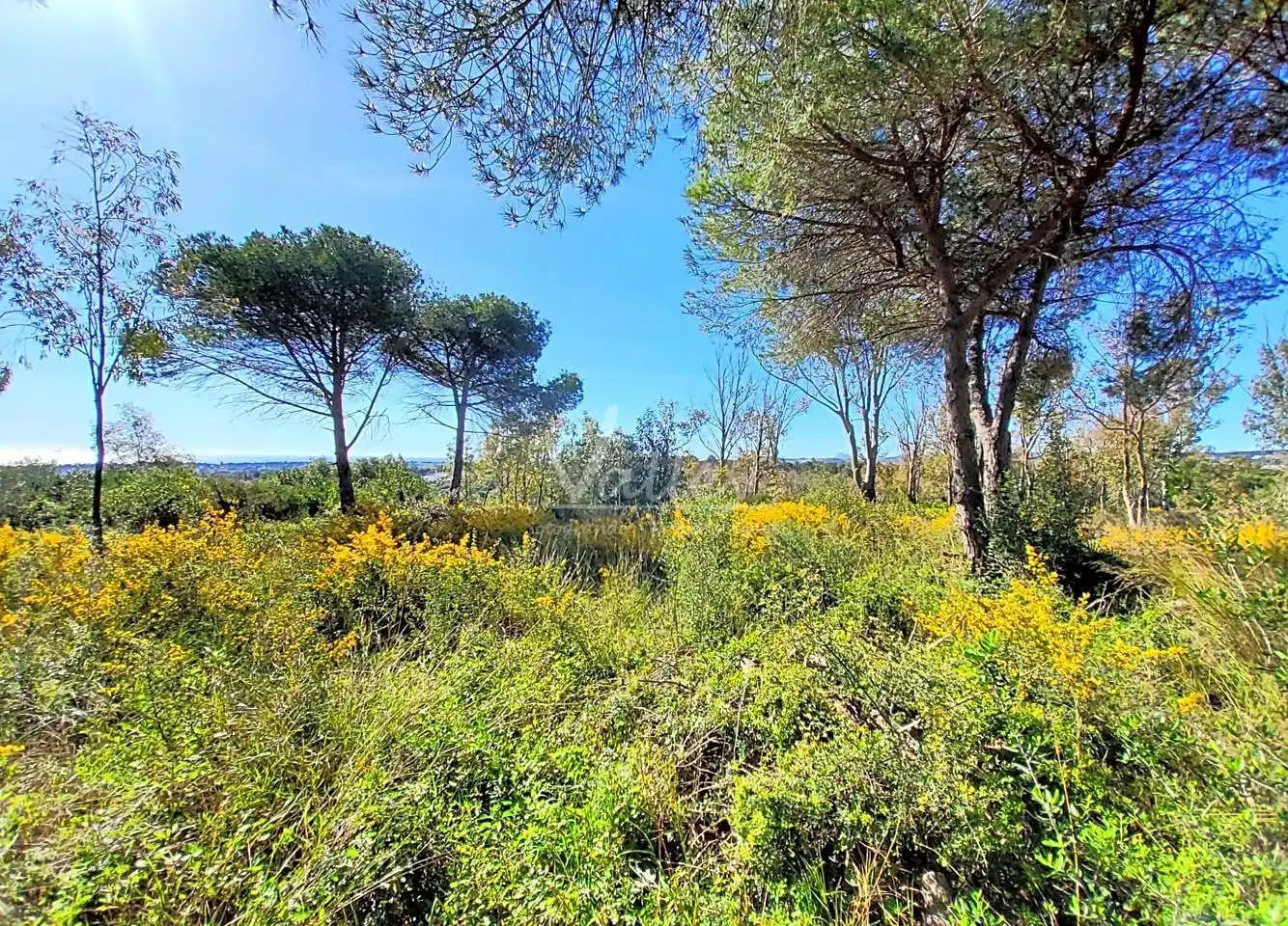 Terrenys i solars en venda a Sotogrande Alto, imagen 11