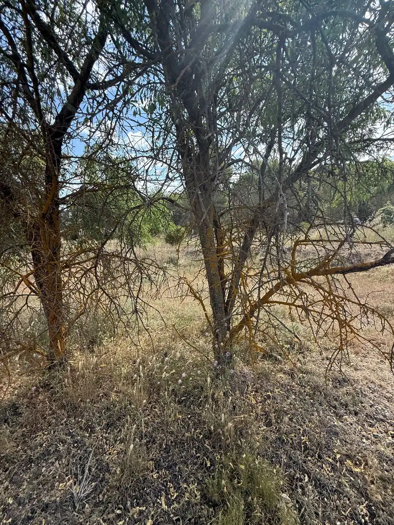 Terrenys i solars en venda a Biar, imagen 4