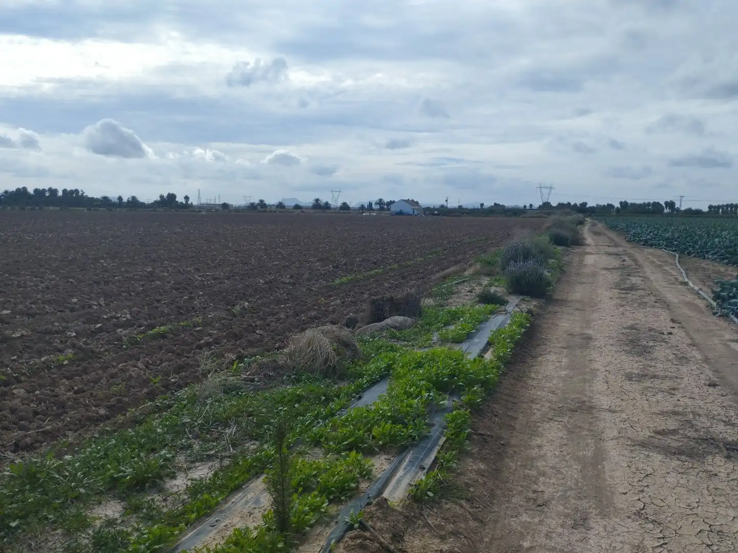 Terreny rústic en venda a Carretera Sucina 44, imagen 2