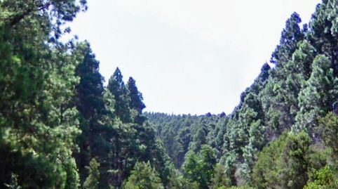 Foto 5 de Terreno en venta en La Vega - El Amparo - Cueva del Viento, Icod de los Vinos