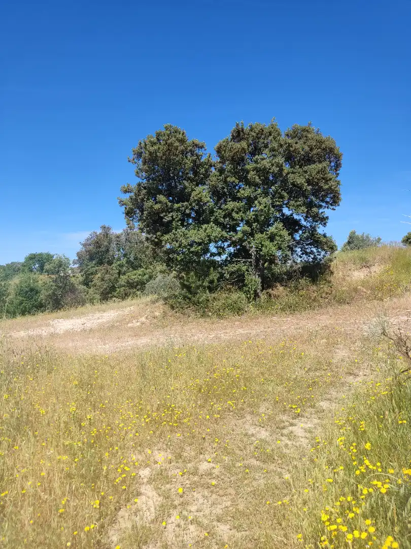 Land for sale in Navalcarnero