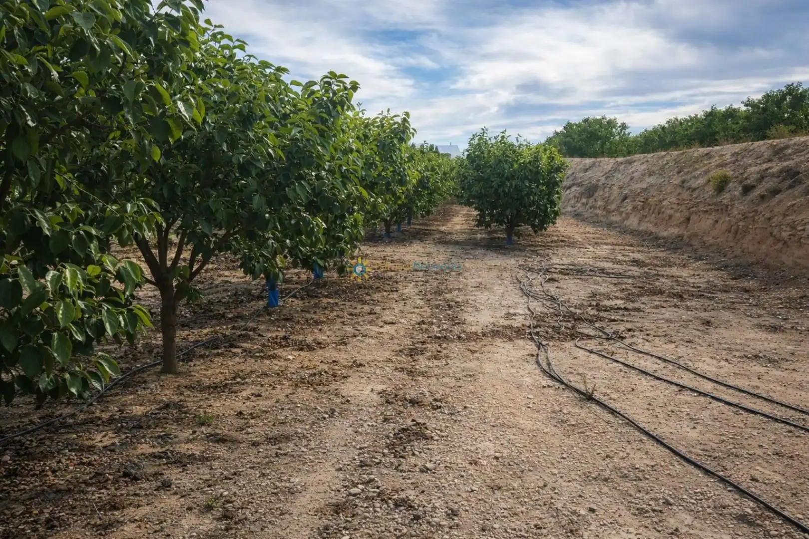 Finca rústica en venda en Benigànim amb Traster