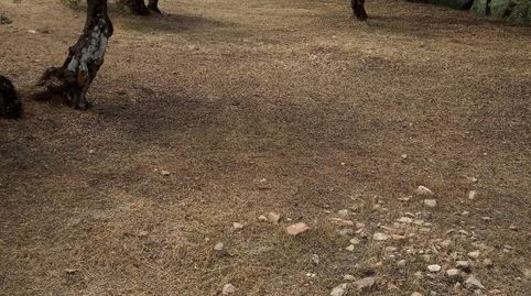 SAN BARTOLOME, immagine 2