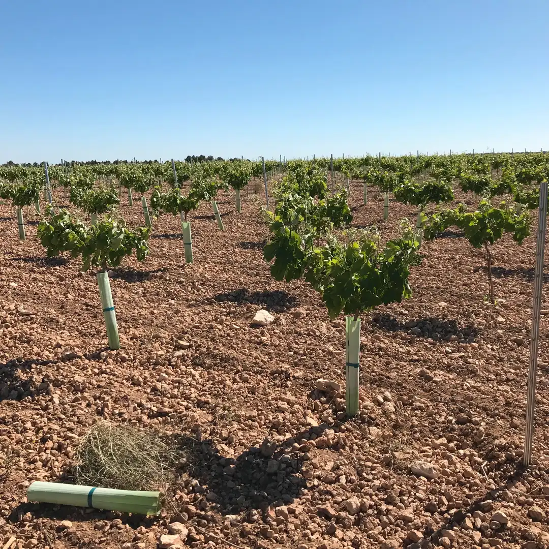 Terrenys i solars en venda a Mota del Cuervo, imagen 11