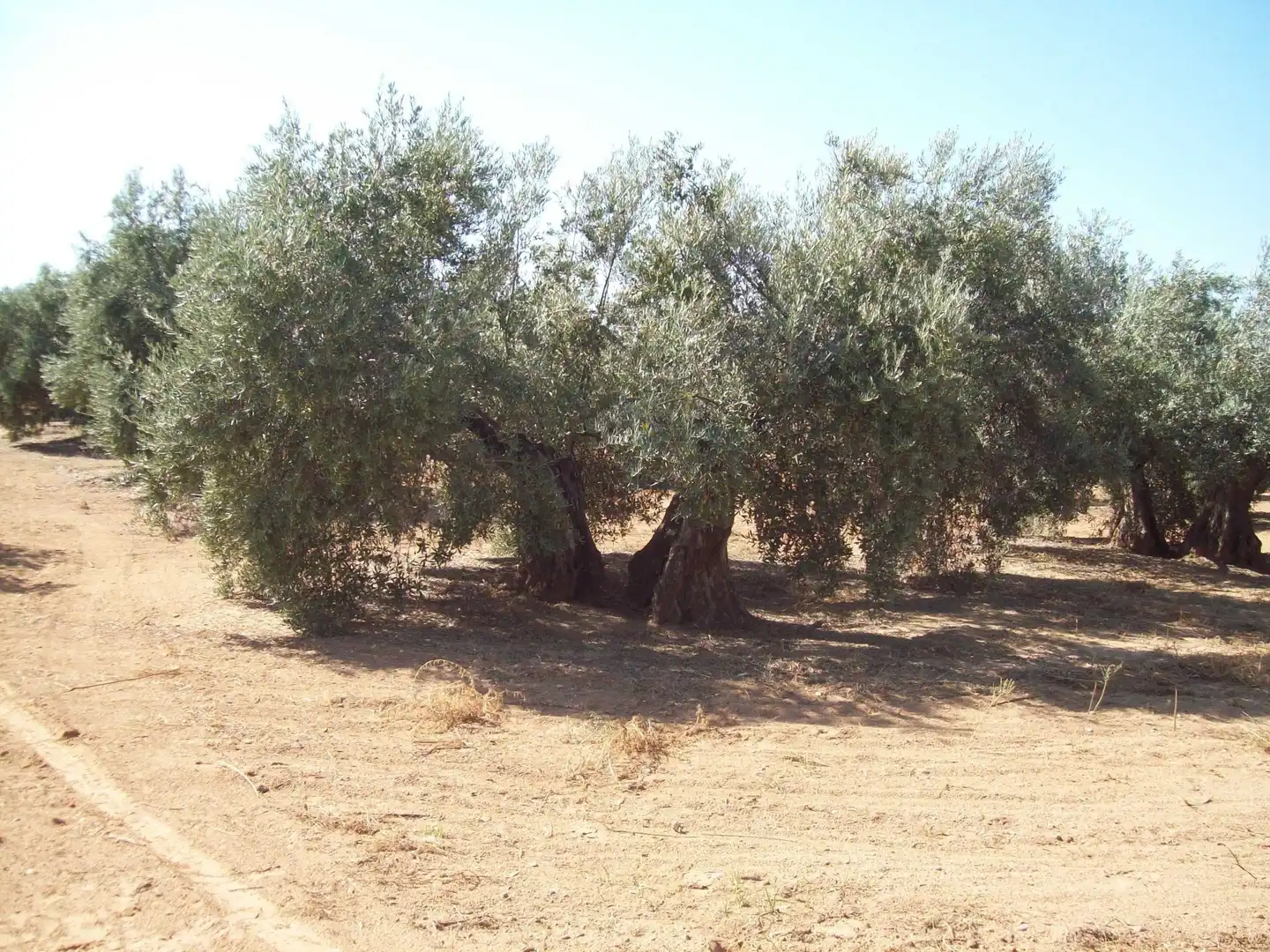 Terreni e lotti in vendita a Villanueva de la Reina