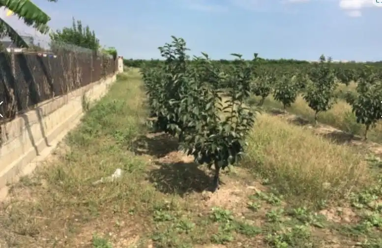 Rural land for sale in Sollana, imagen 5