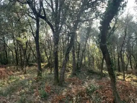 Wohnbaugrundstück zum Verkauf in BOSC DEL MASSO 4, imagen 2