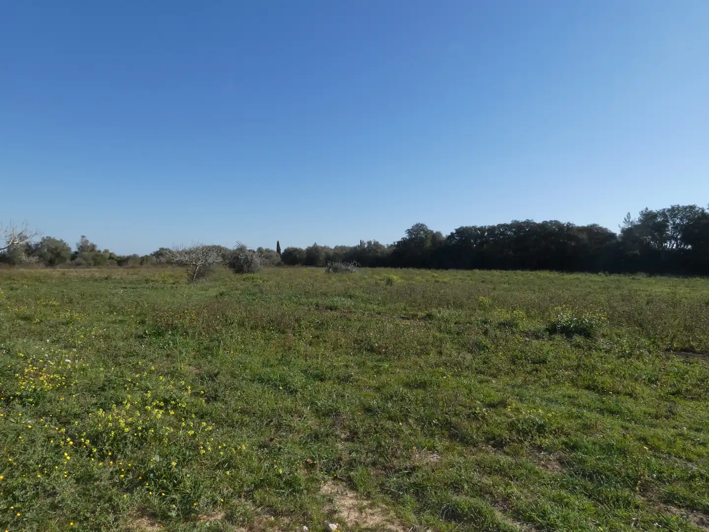 Residential land for sale in Sineu, imagen 10