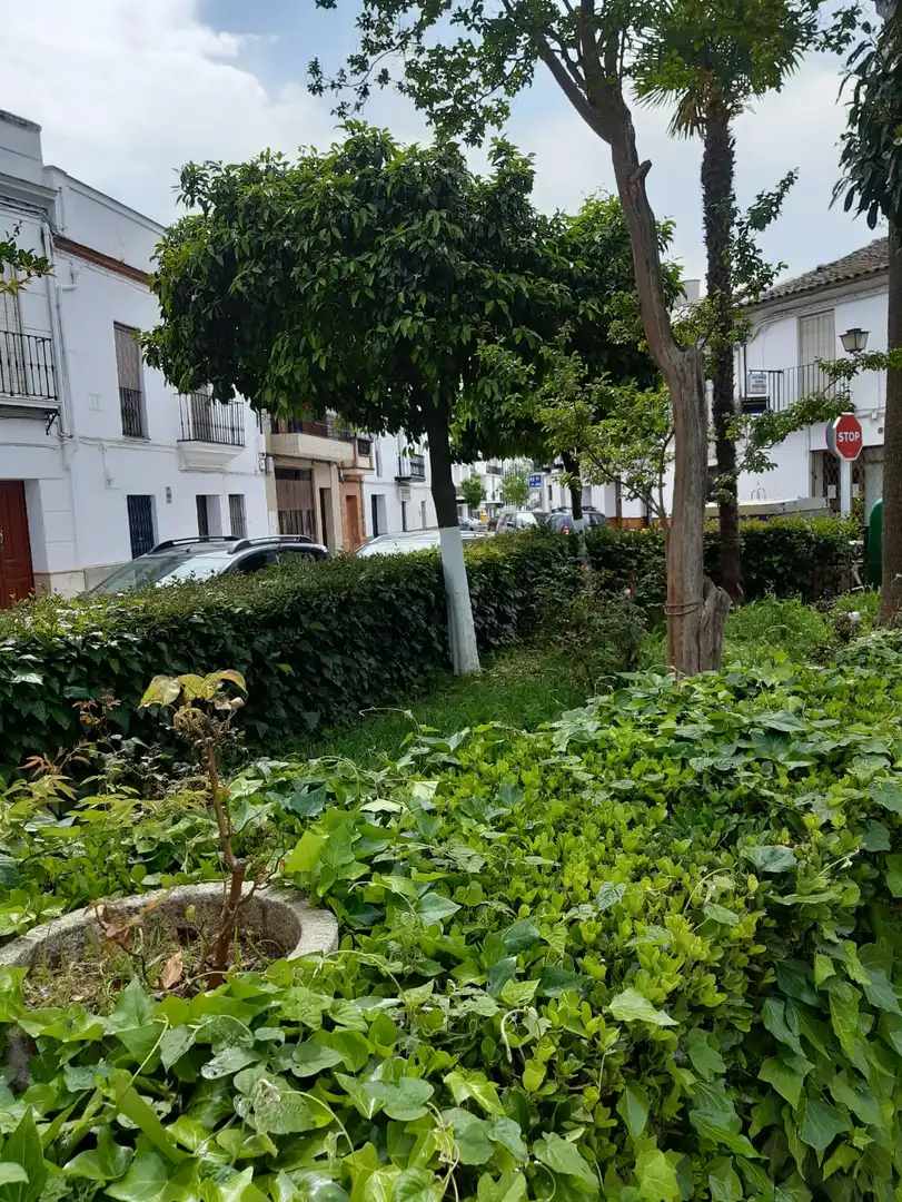 Exterior view of Buildings for sale in Constantina