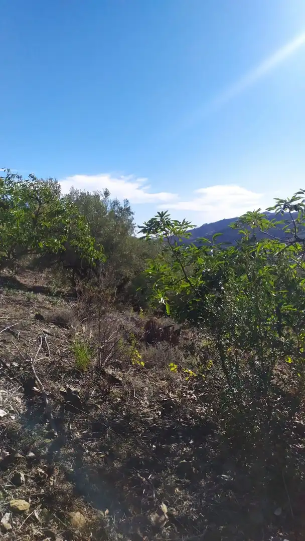 Rural land for sale in Frigiliana, imagen 9