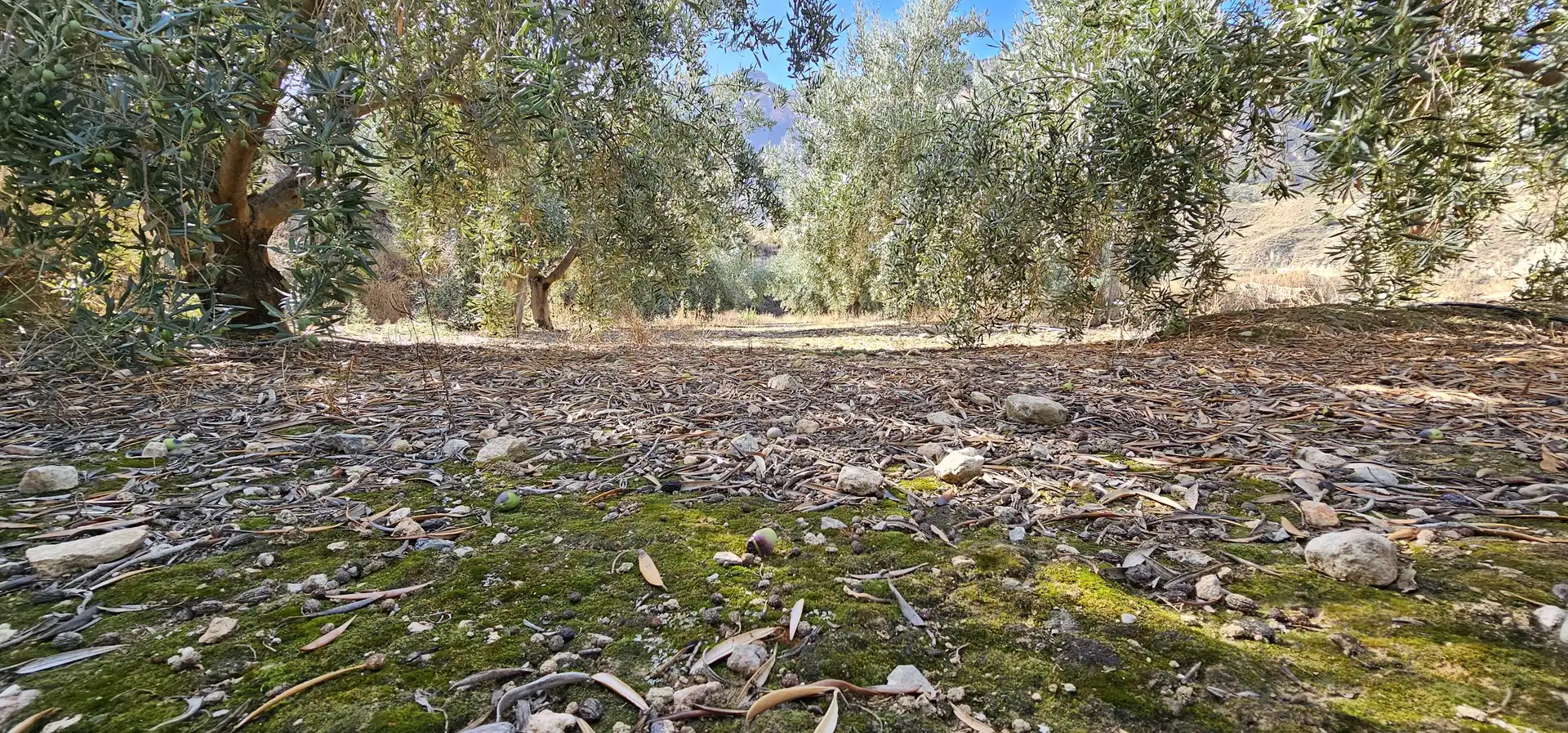 Terreno en venta en Bentarique