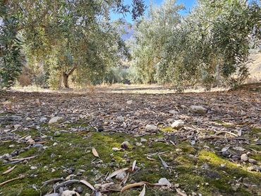 Terreno rustico in vendita a Bentarique