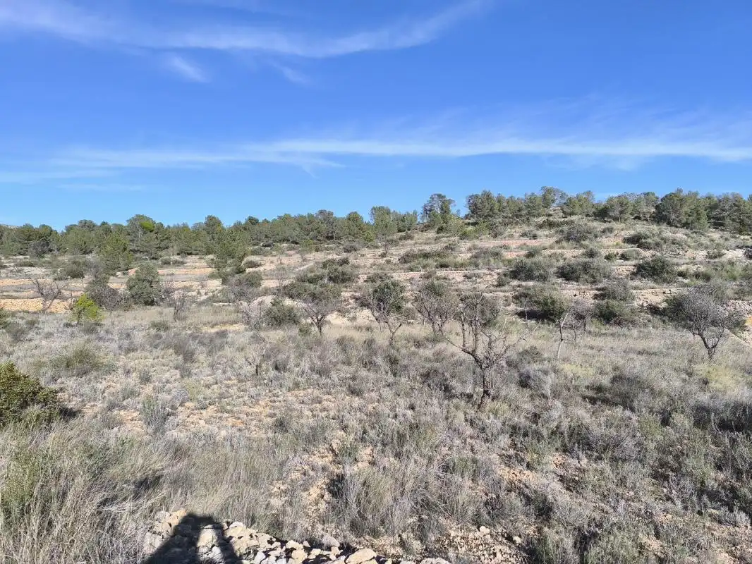 Land for sale in Sollana