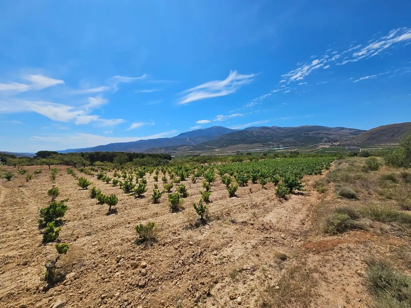 Finca rústica en venta en Laujar de Andarax