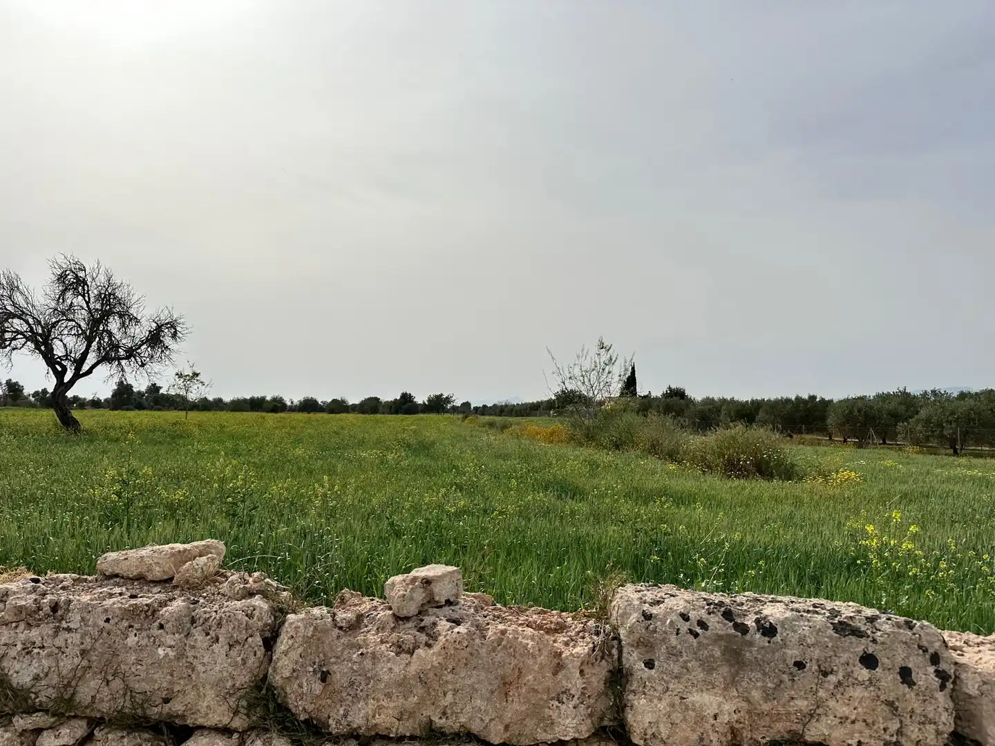 Grundstücke zum Verkauf in Algaida