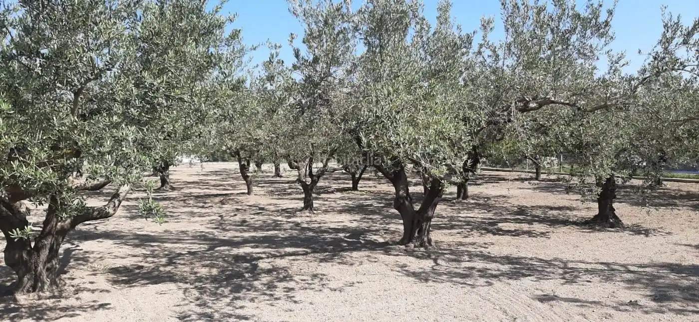Terrain rustique à vendre à Carrer de l'Alcalde Paco Montes 43, imagen 5