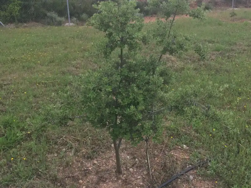 Rural land for sale in Carrer de Sant Pere 2, imagen 9