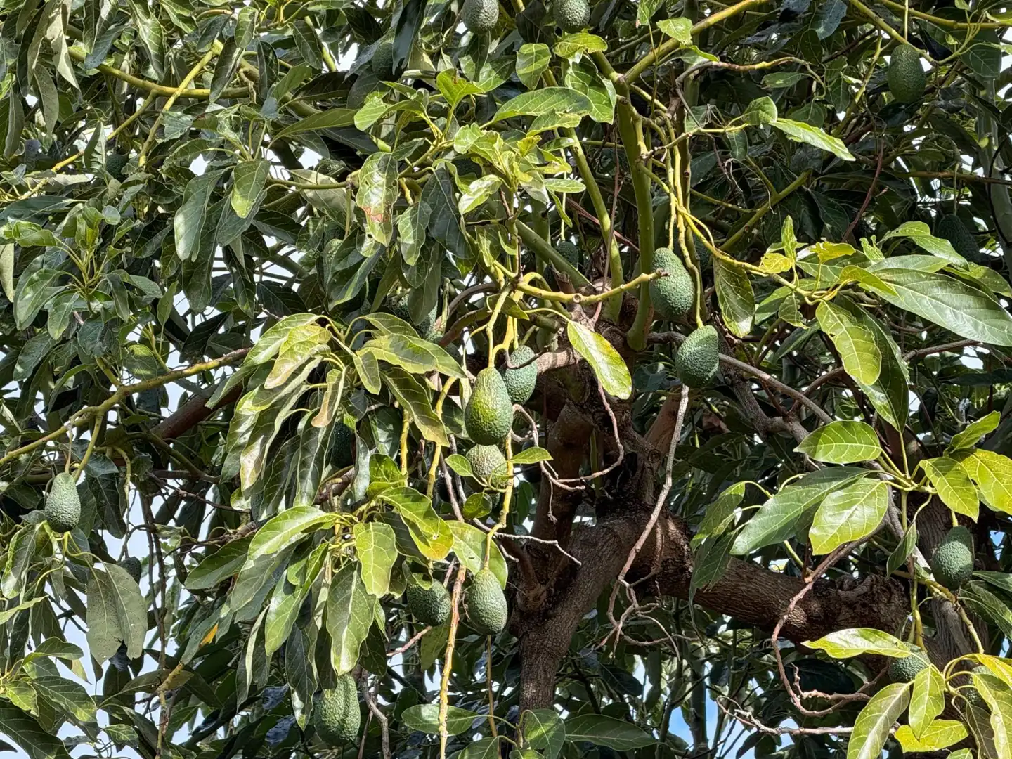 Jardí de Finca rústica en venda en Los Guájares amb Terrassa i Traster