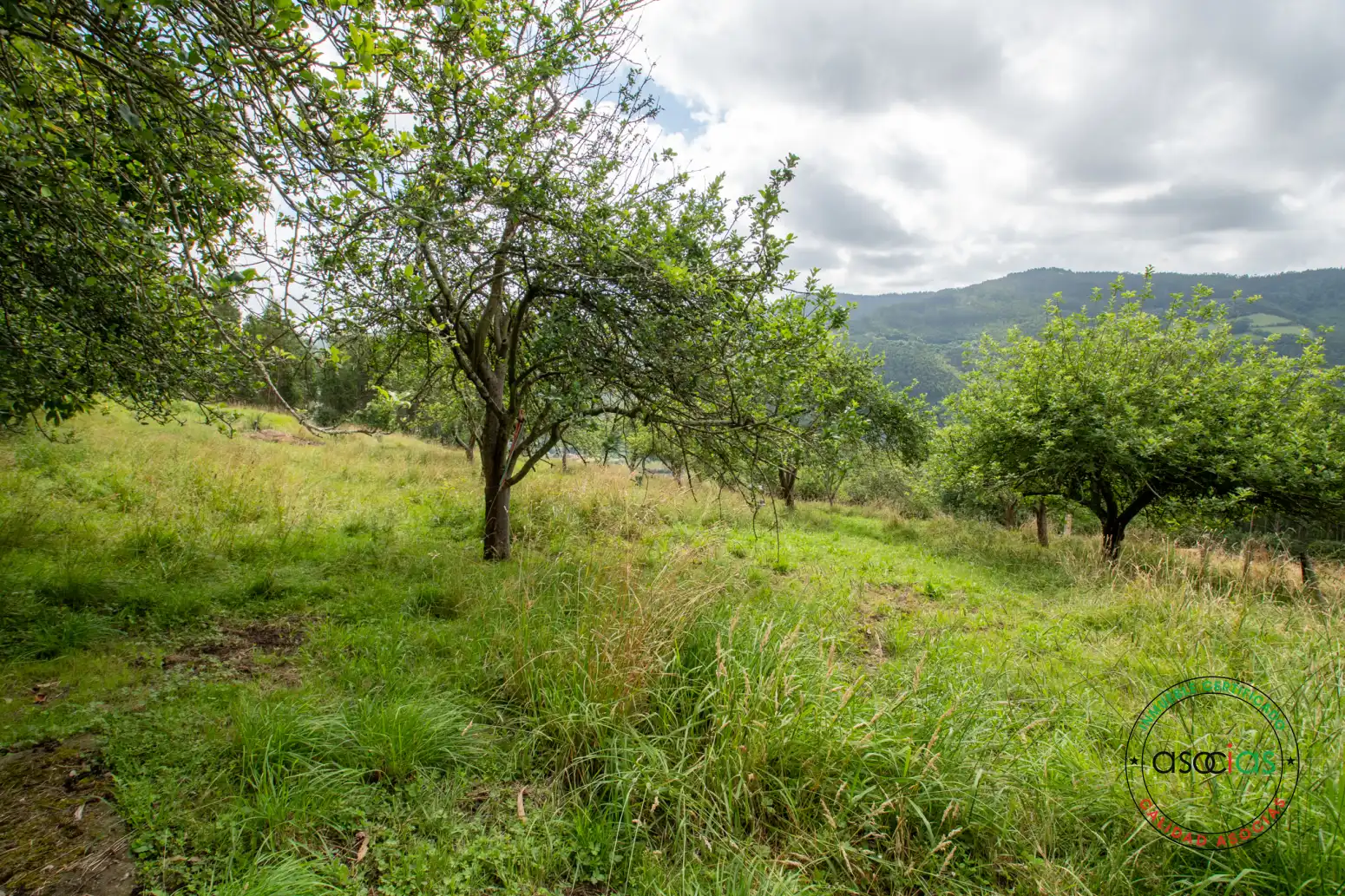 Casa o xalet en venda en Villaviciosa amb Jardí privat i Traster