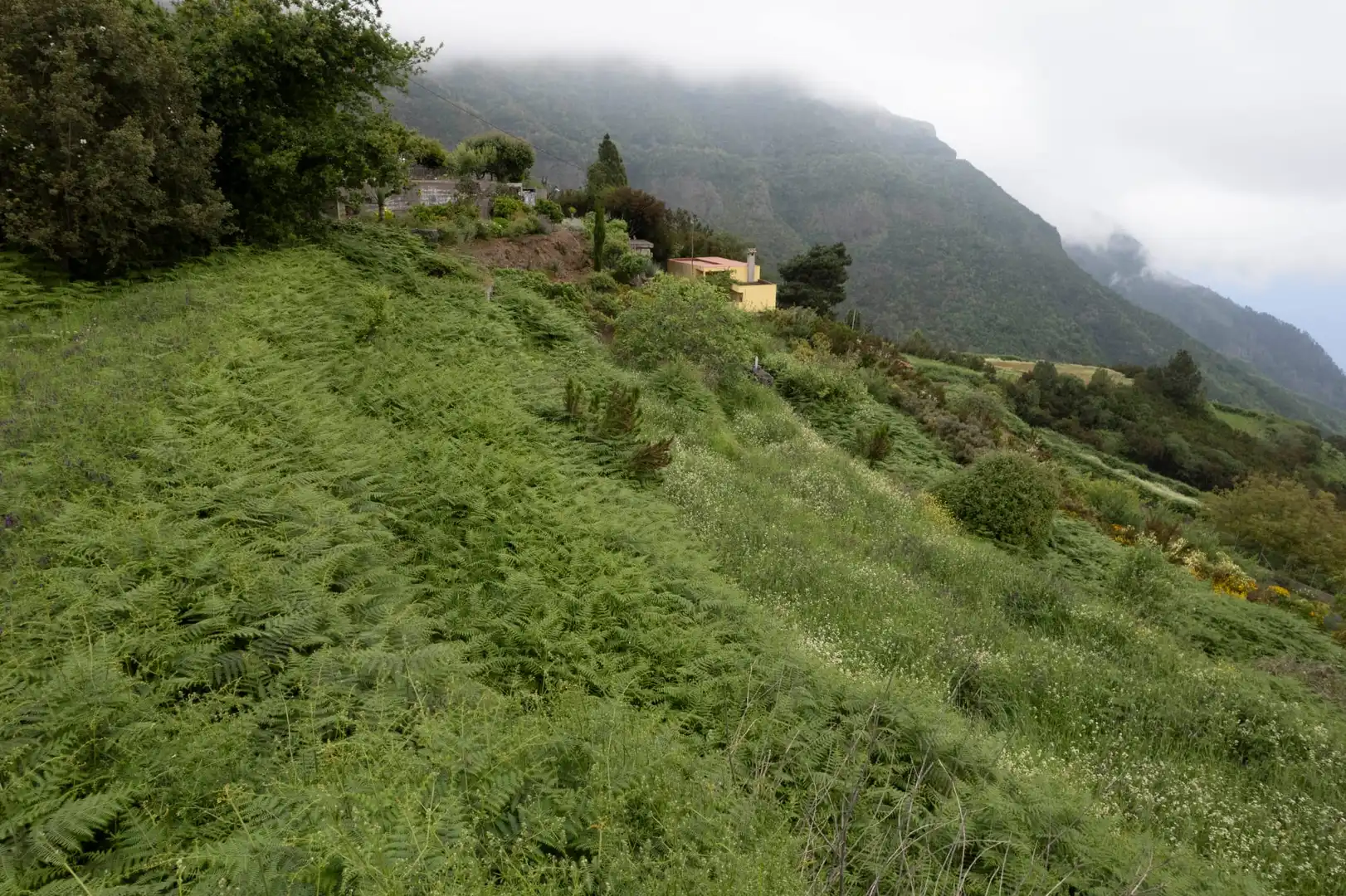 Vista exterior de Casa o chalet en venta en Los Realejos con Jardín privado