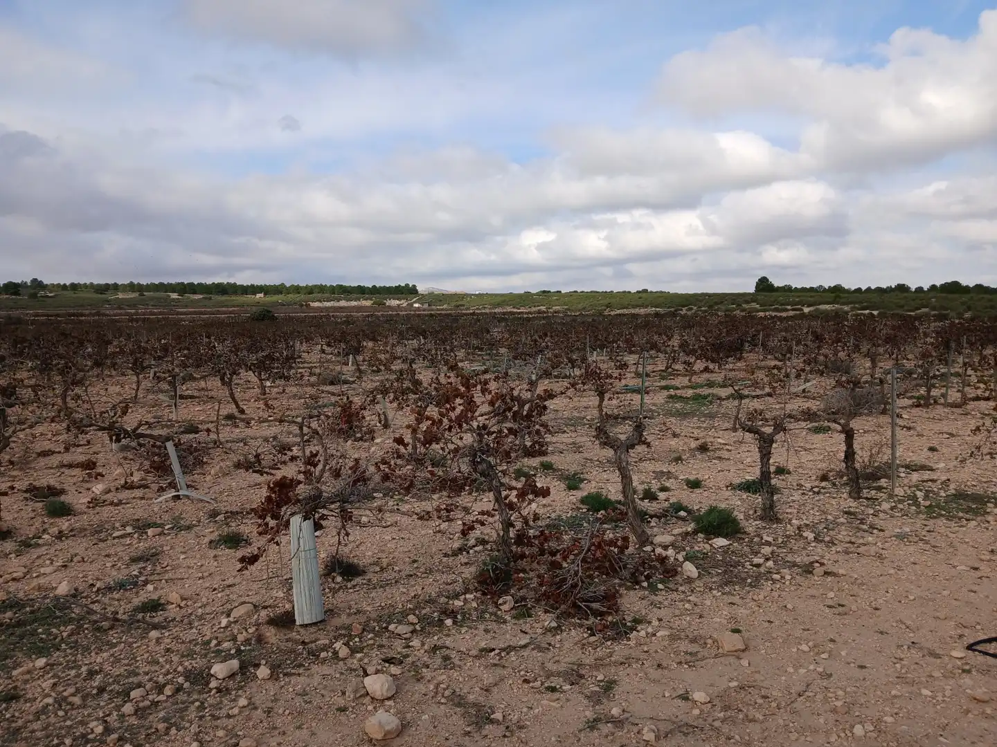 Residential land for sale in Yecla, imagen 23
