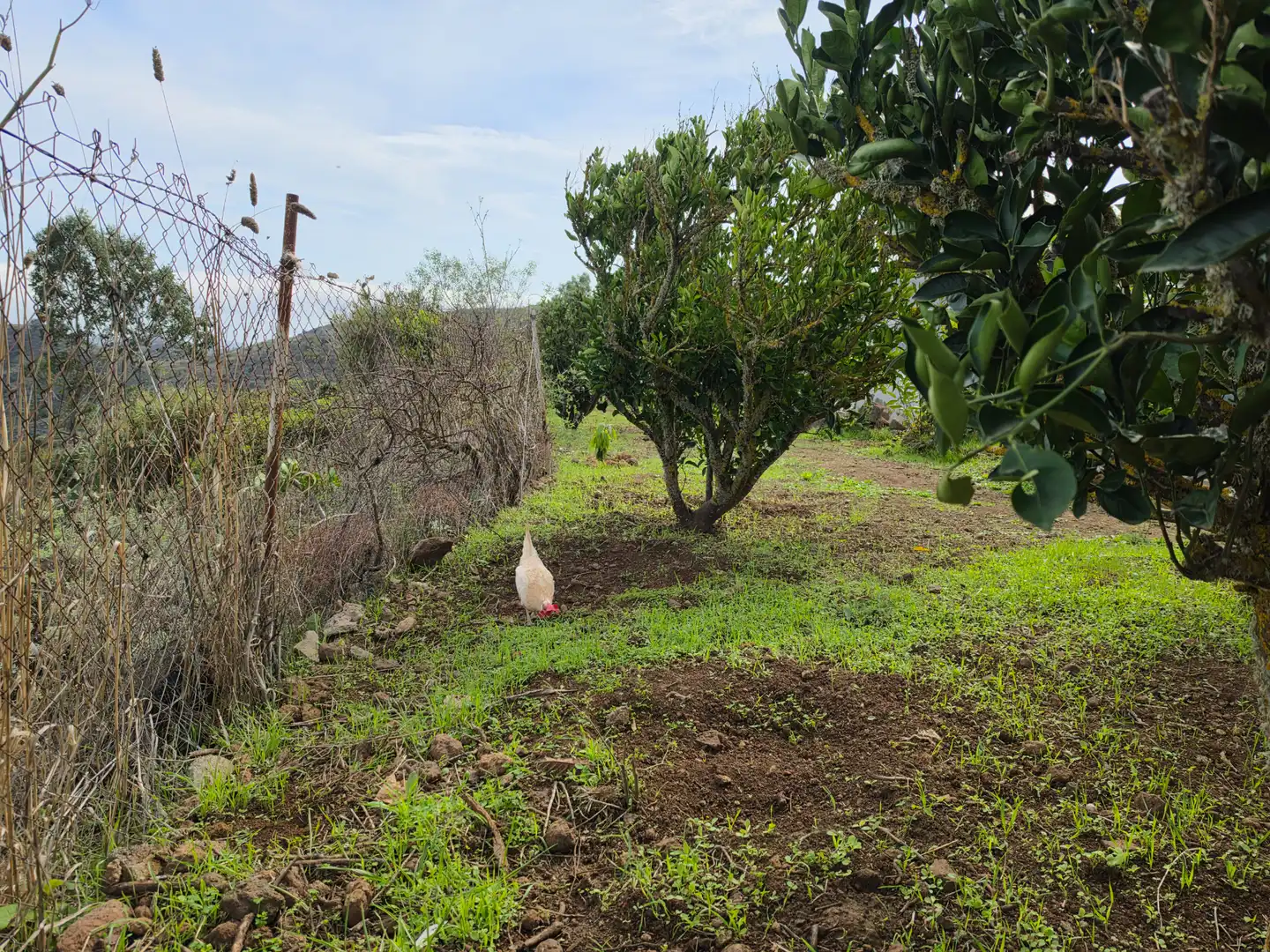 Finca rústica en venta en El Palmar