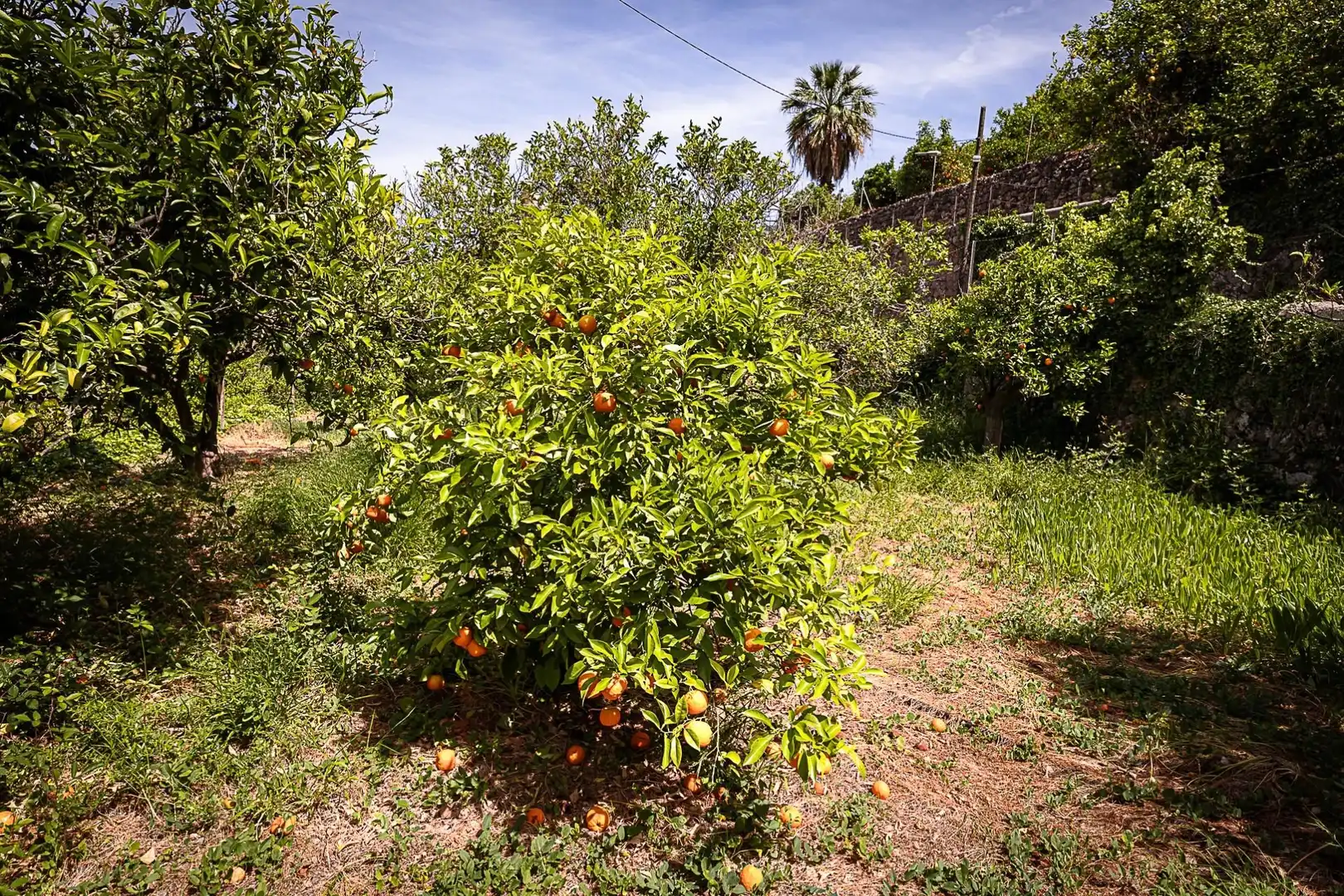 Finca rústica en venda en Sóller amb Terrassa