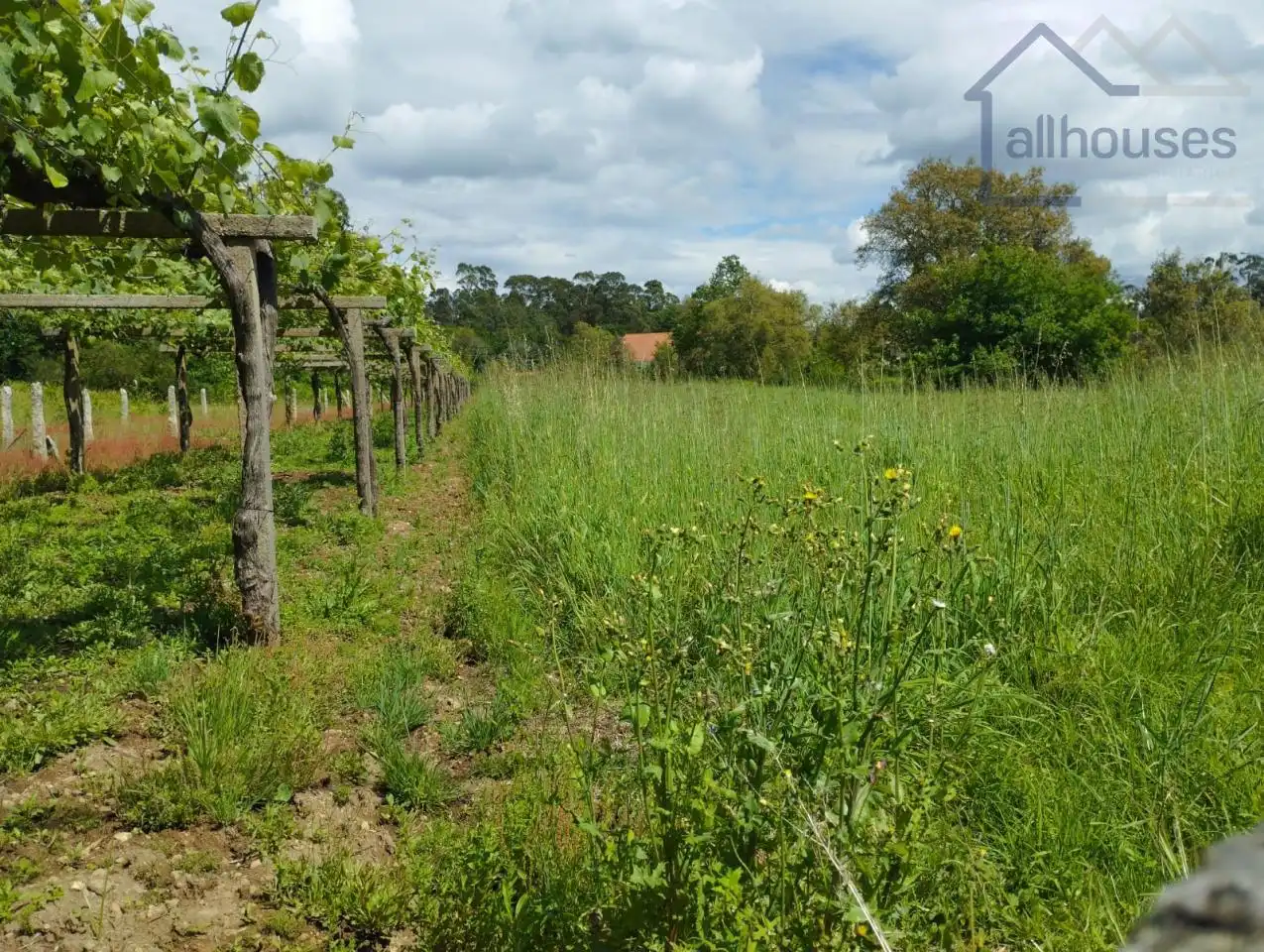 Terreno residenziale in vendita a O Rosal, imagen 9