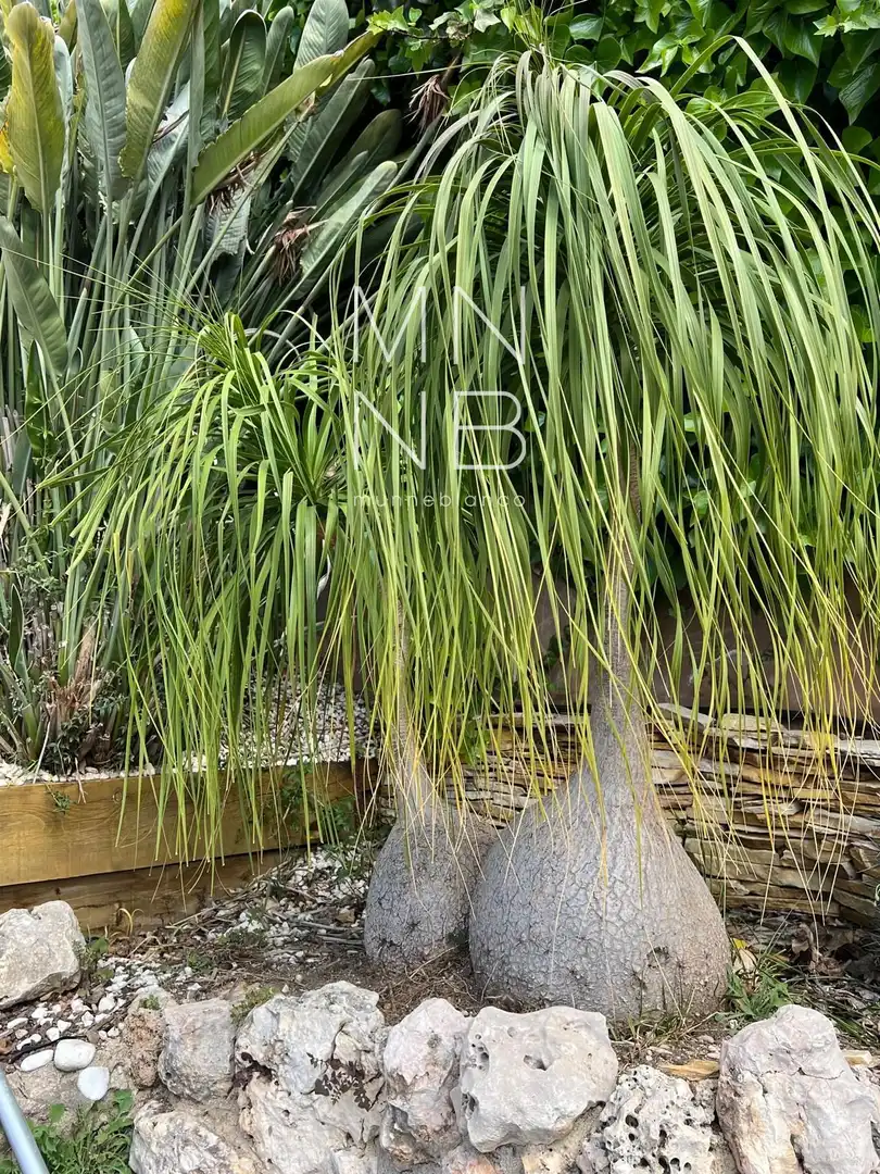 Jardí de Casa o xalet en venda en Malgrat de Mar amb Aire condicionat, Calefacció i Traster