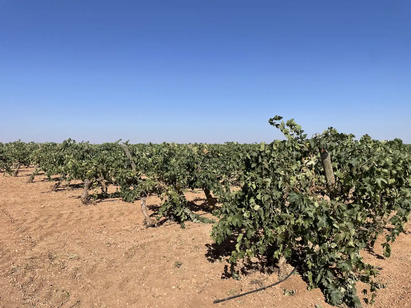 Rural land for sale in Argamasilla de Alba, imagen 13