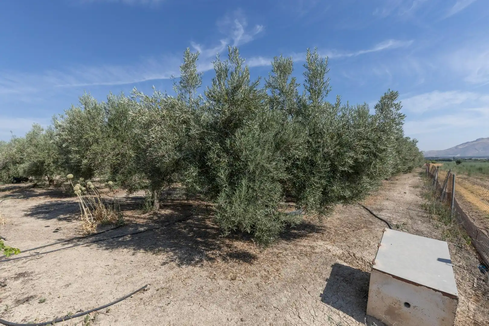 Lands and plots for sale in DISEMINADOS 0, imagen 16