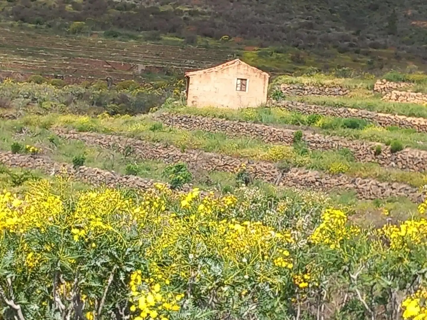 Casa o chalet en venta en Vilaflor de Chasna con Jardín privado
