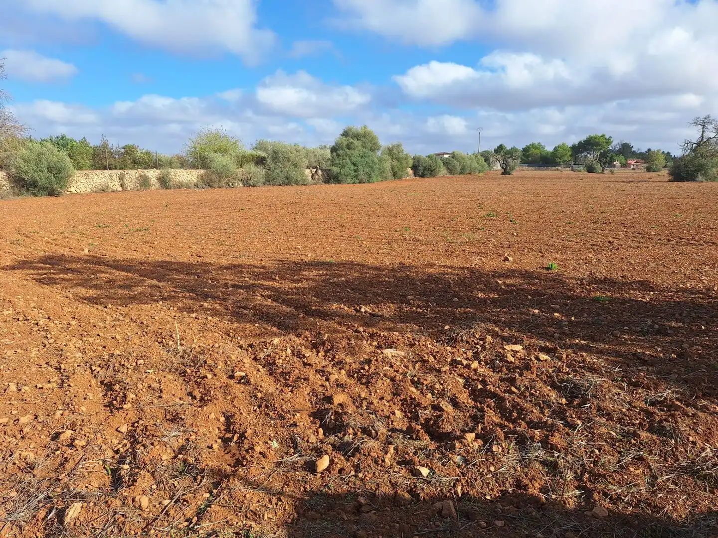 Terreno rustico in vendita a Llucmajor pueblo, imagen 16