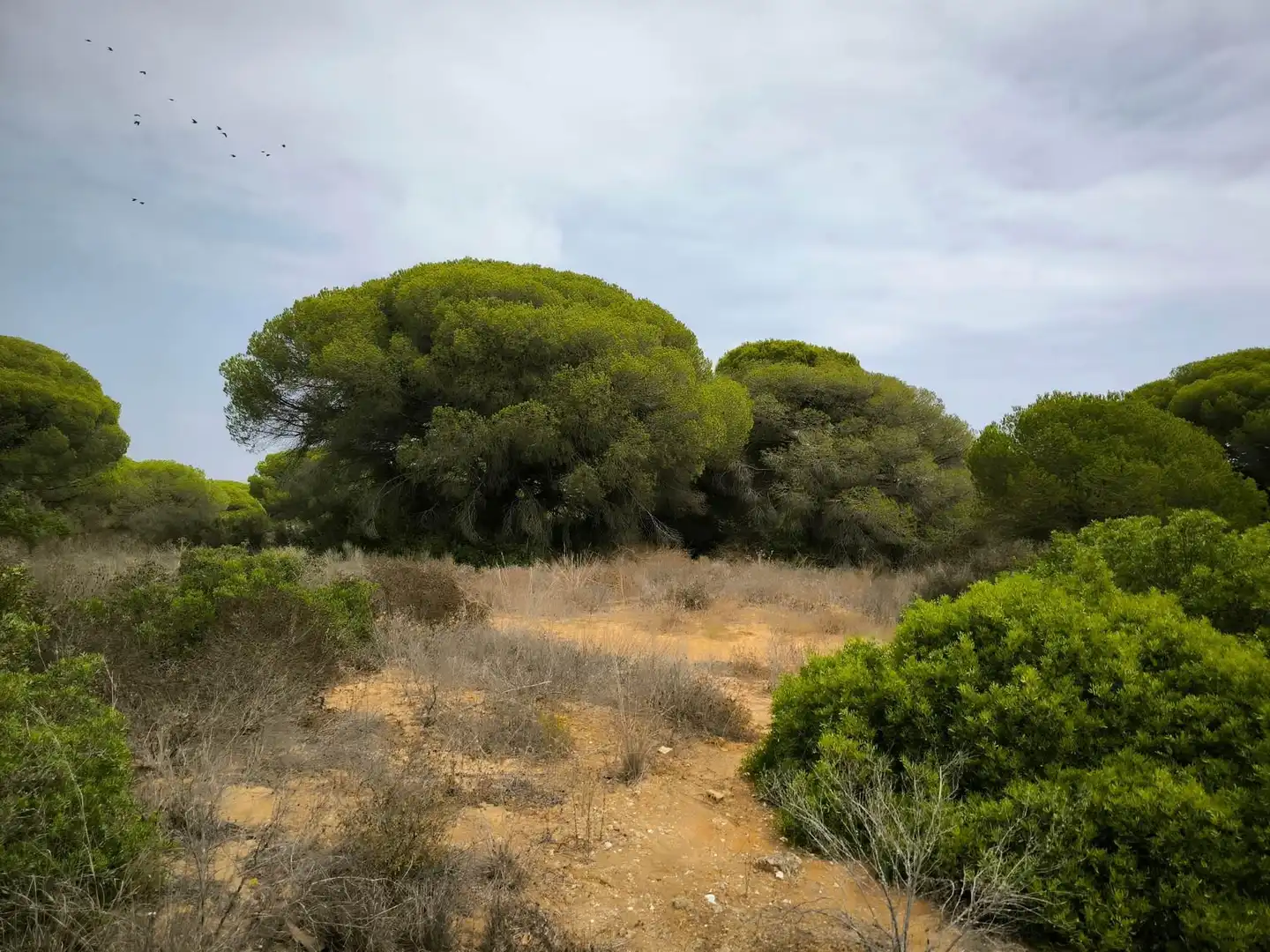 Wohnbaugrundstück zum Verkauf in La Barrosa, imagen 5