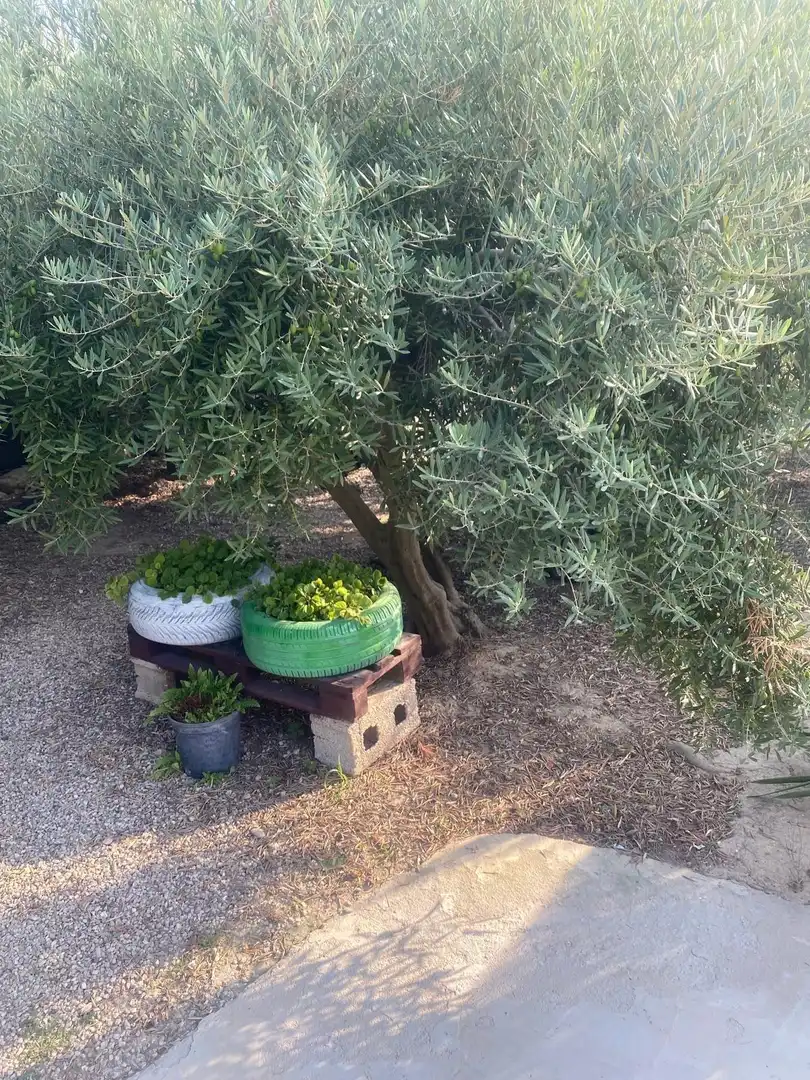 Garden of Country homes for sale in Guardamar del Segura