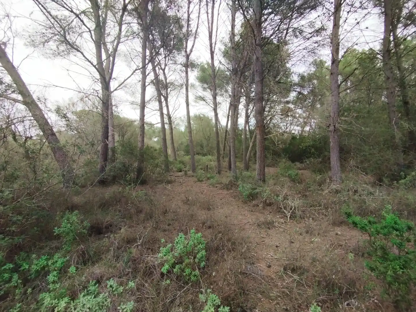Rural land for sale in Algaida