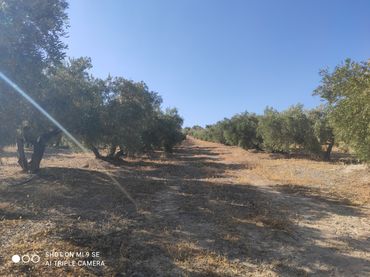 Terreno rustico in vendita a Luque