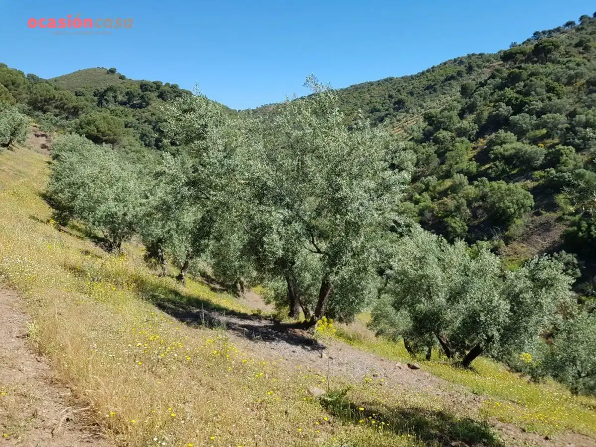 Jardín de Finca rústica en venta en Villanueva de Córdoba con Jardín privado, Trastero y Amueblado