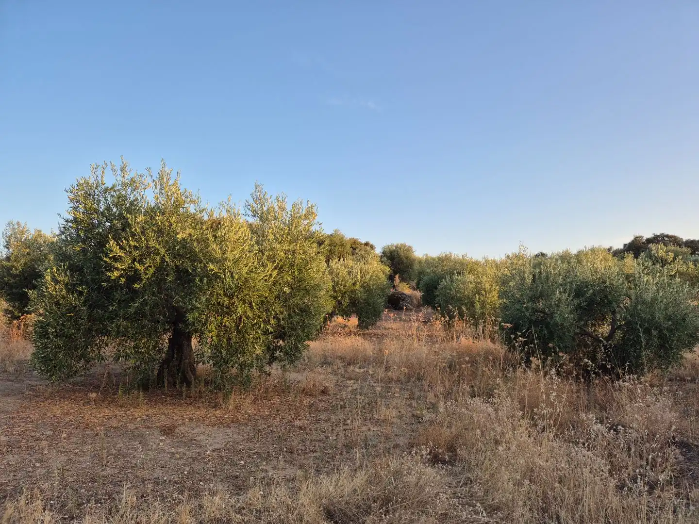 Grundstücke zum Verkauf in Abertura, Cáceres